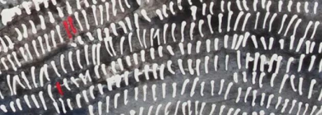 Wystawa „Charta Terra. Srebrzyste krajobrazy” Doroty Herbik na UŁ