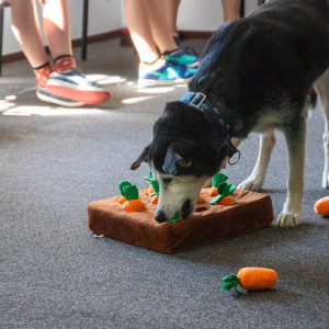 „Jak pies z kotem – spotkania i historie nadzwyczajne” | warsztaty