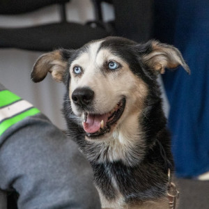 „Jak pies z kotem – spotkania i historie nadzwyczajne” | warsztaty